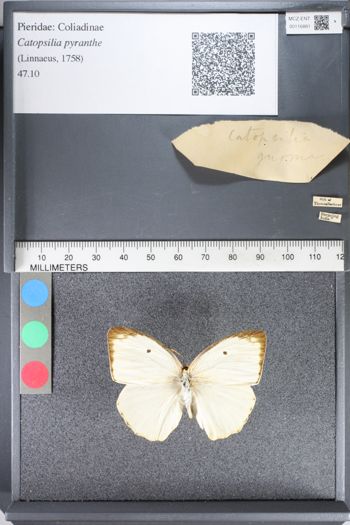 Media type: image;   Entomology 116881